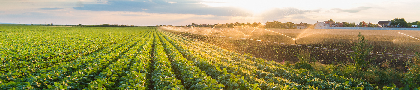 Agriculture field with sprinklers